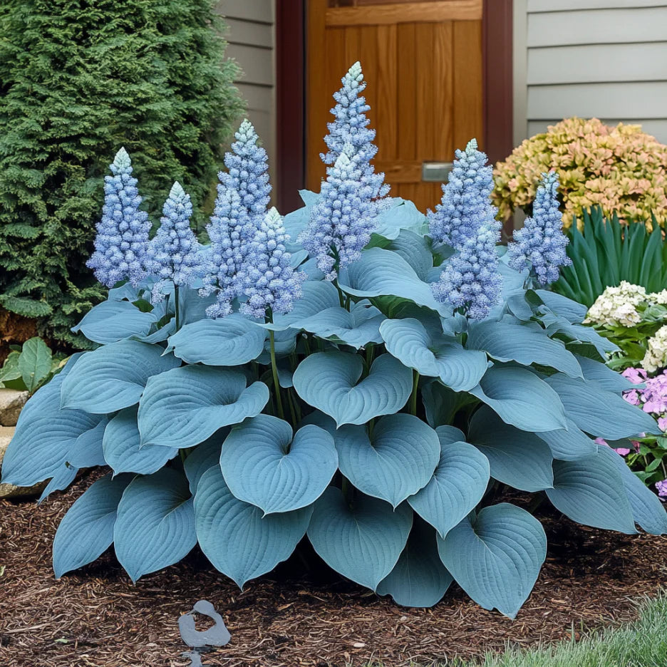 Graines rares d'Hosta bleu – Magnifique feuillage aux nuances bleues vertes pour jardins