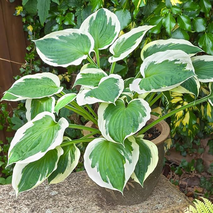 Patriot Hosta Seeds – Perennial Shade-Loving Foliage Plant for Borders & Landscaping