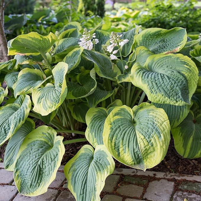 Earth Angel Hosta Seeds – Perennial Green Foliage for Shaded Gardens