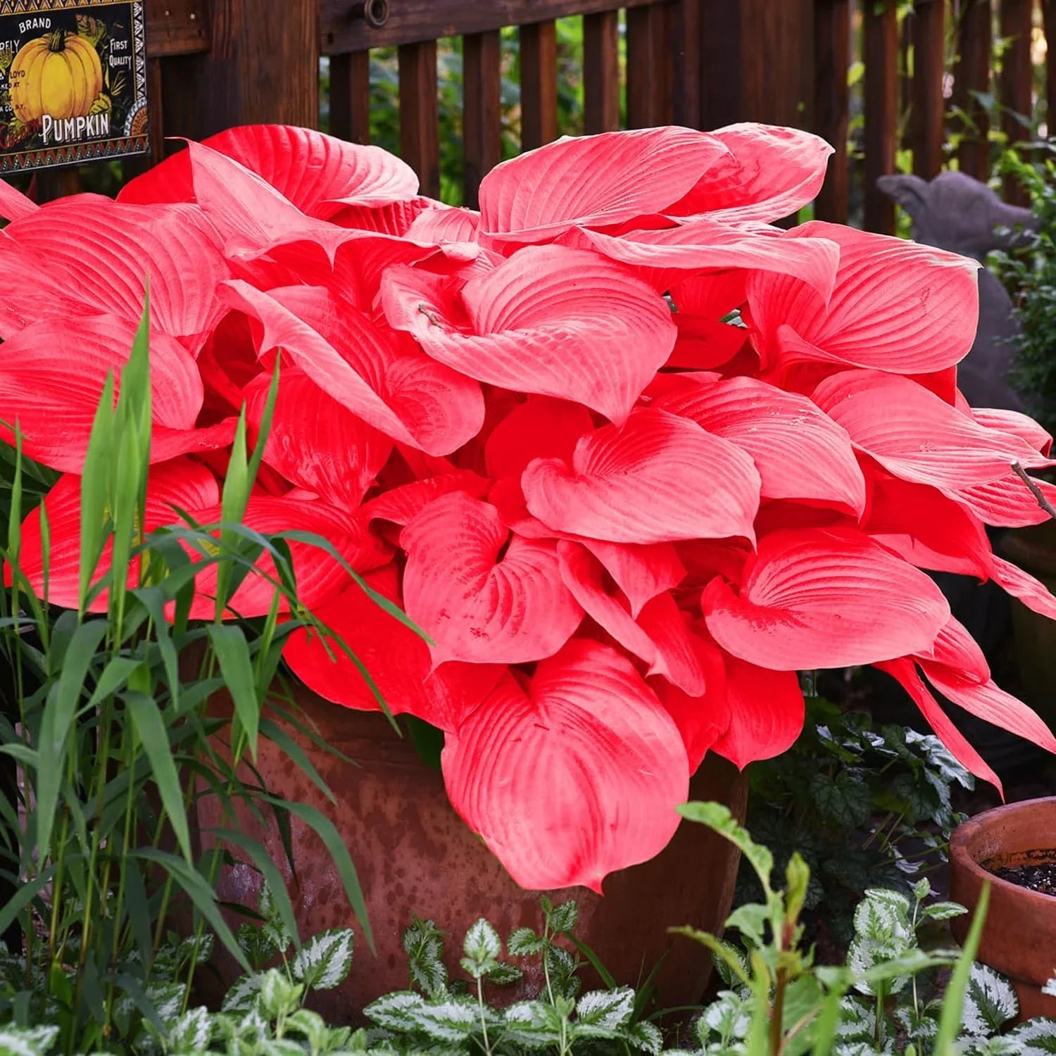 Hosta Jardin Perennials Lily Seeds for Planting