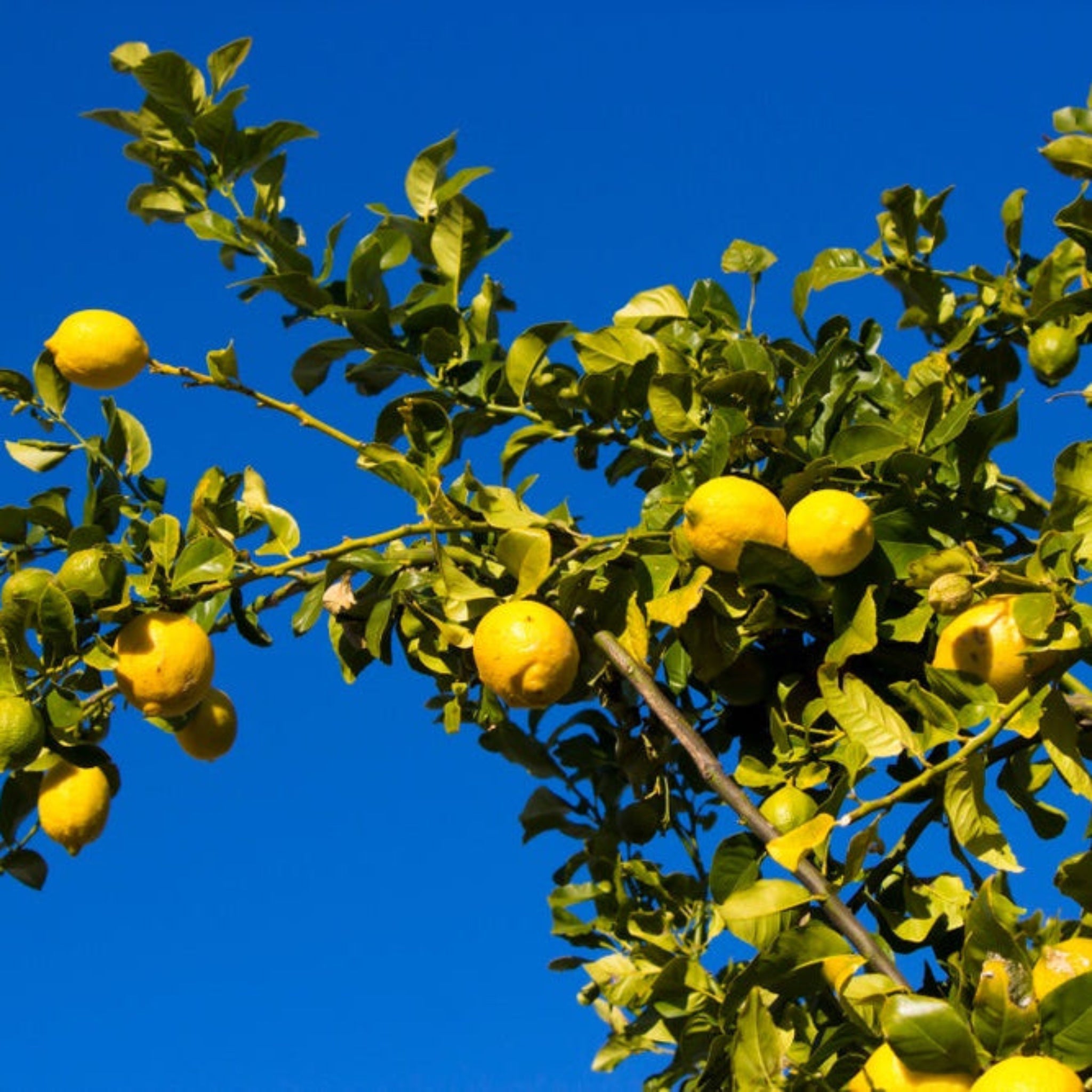 Eureka Lemon Tree