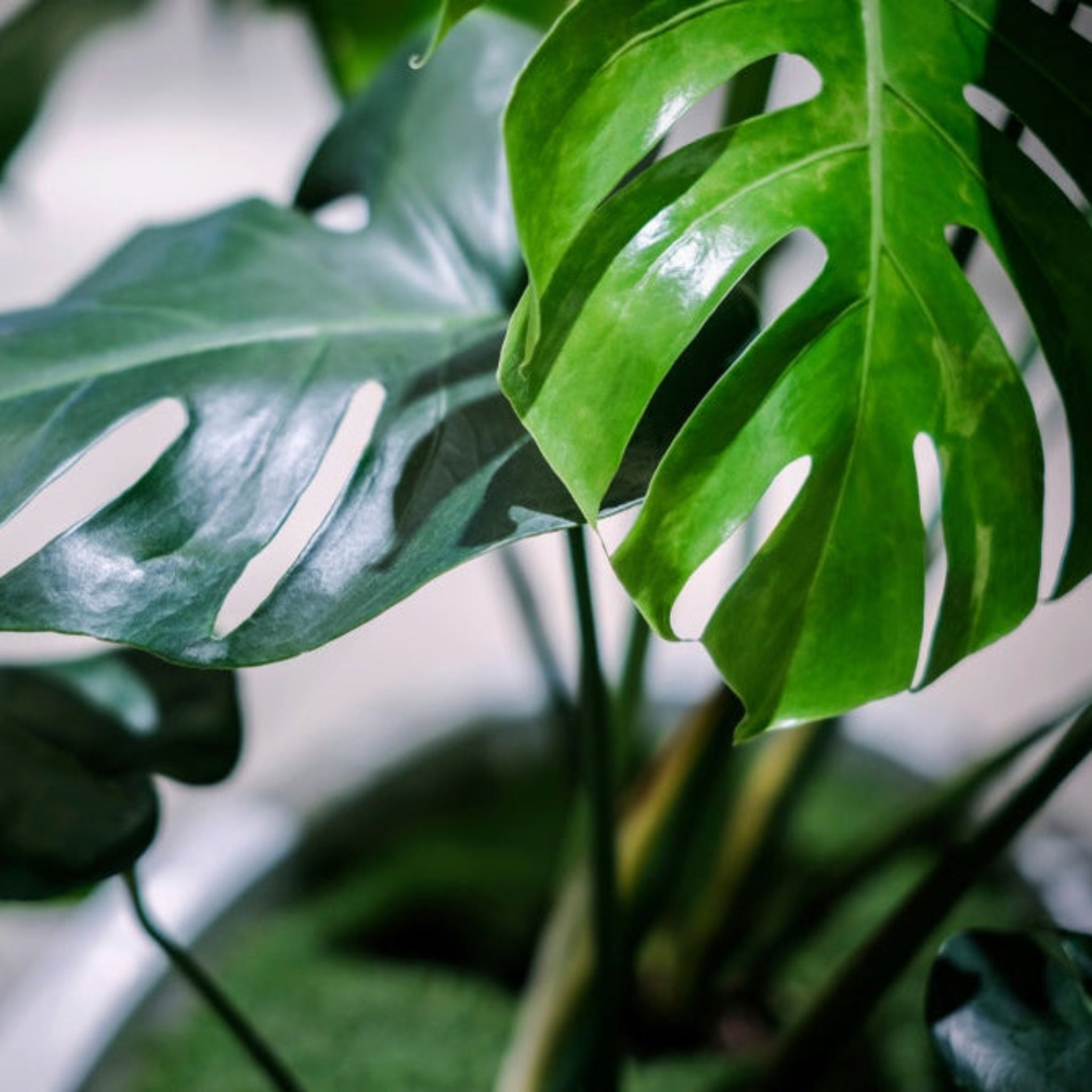 Monstera Deliciosa (Swiss Cheese Plant)