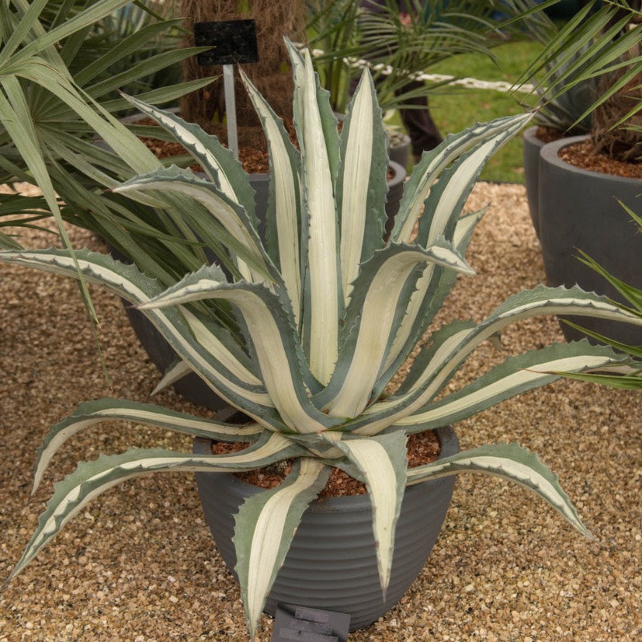 Agave Americana ‘Mediopicta Alba’
