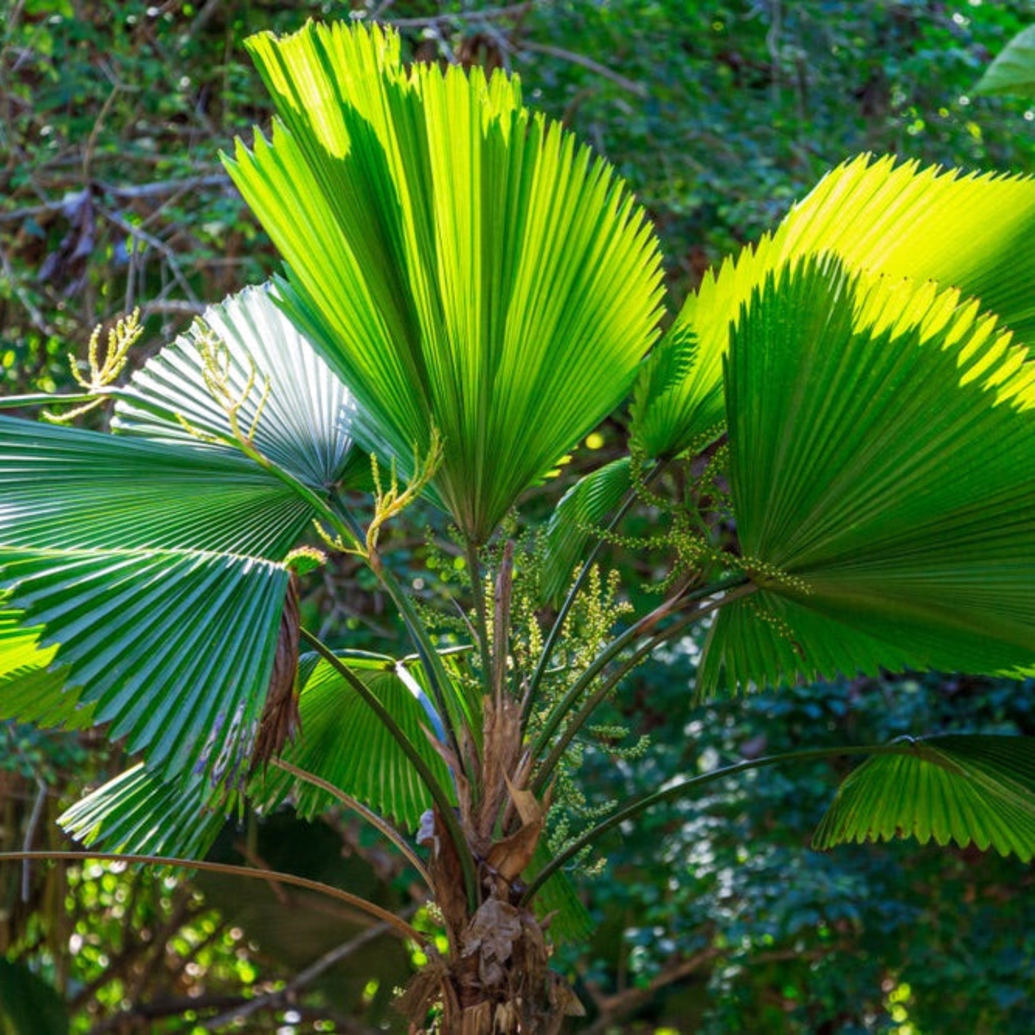 Ruffled Fan Palm