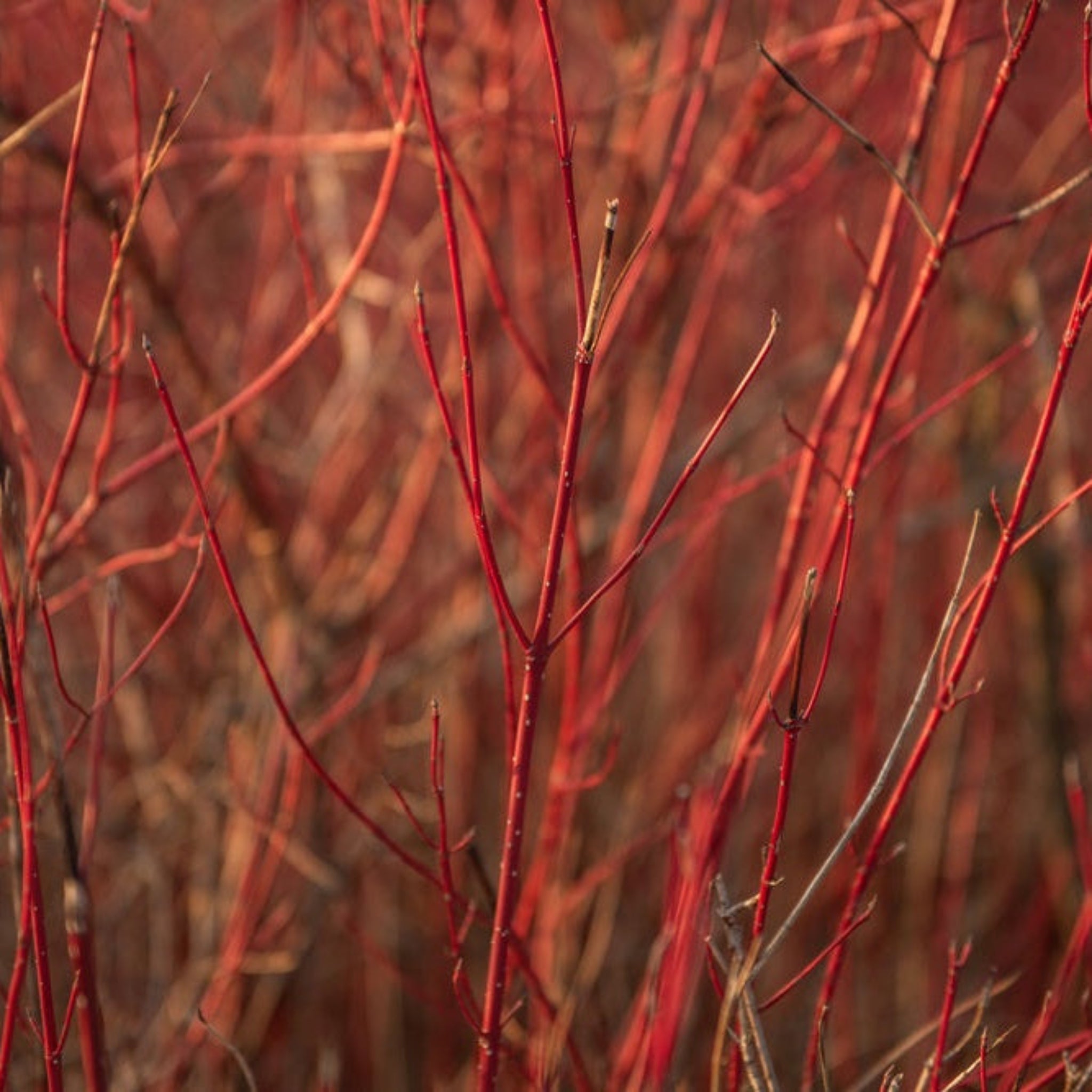 Arctic Fire® Red Twig Dogwood