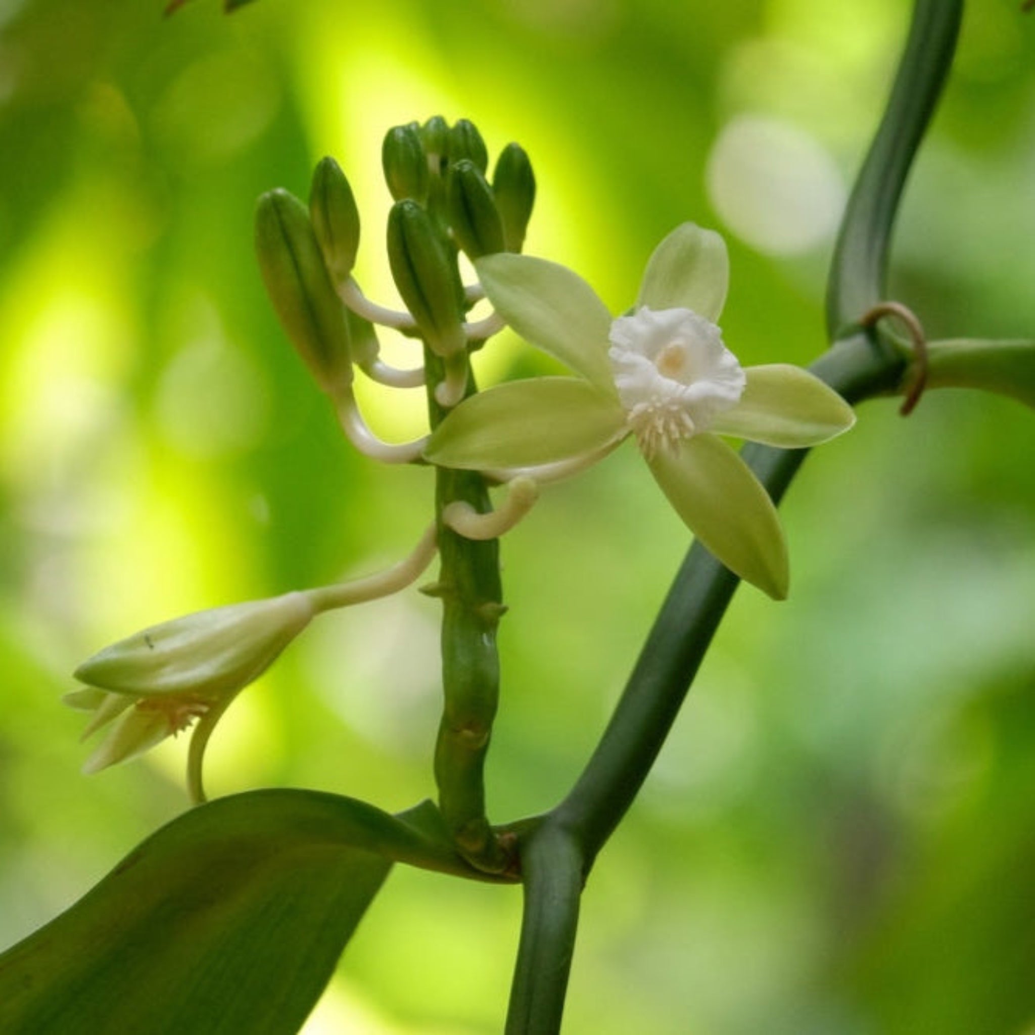 Vanilla Bean Orchid