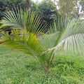 Majesty Palm Tree