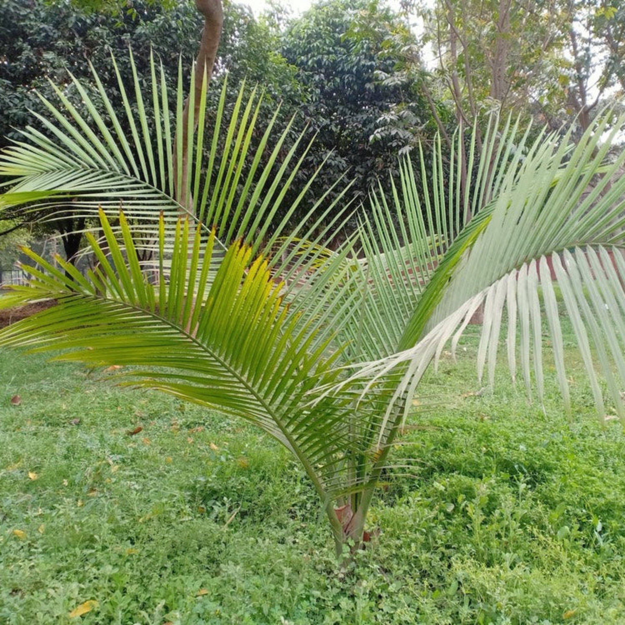 Majesty Palm Tree