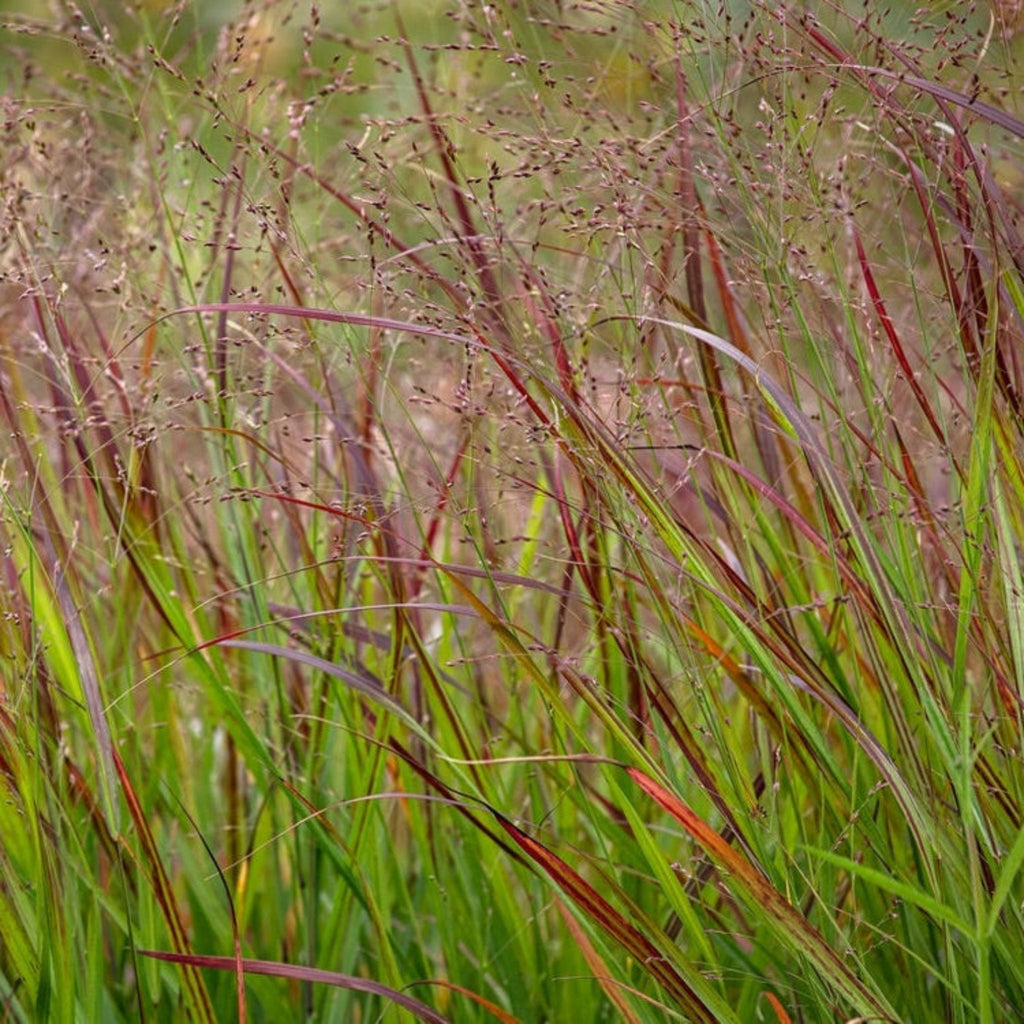 Shenandoah Switch Grass