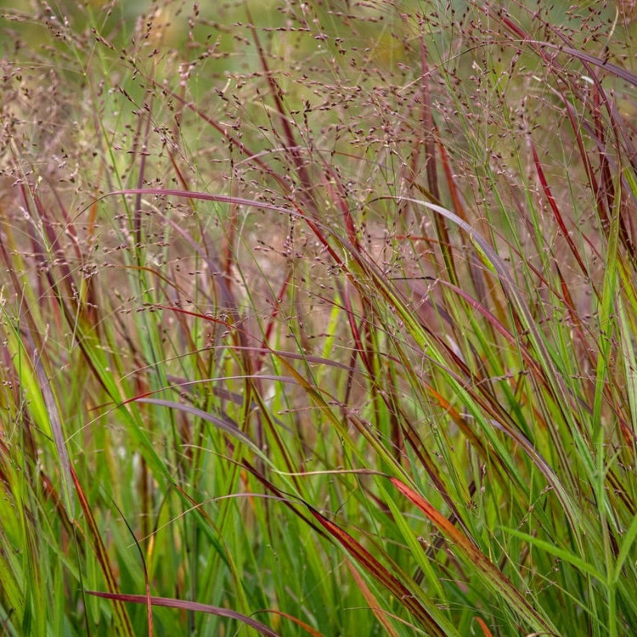 Shenandoah Switch Grass