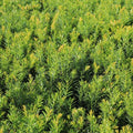 Dense Spreading Yew