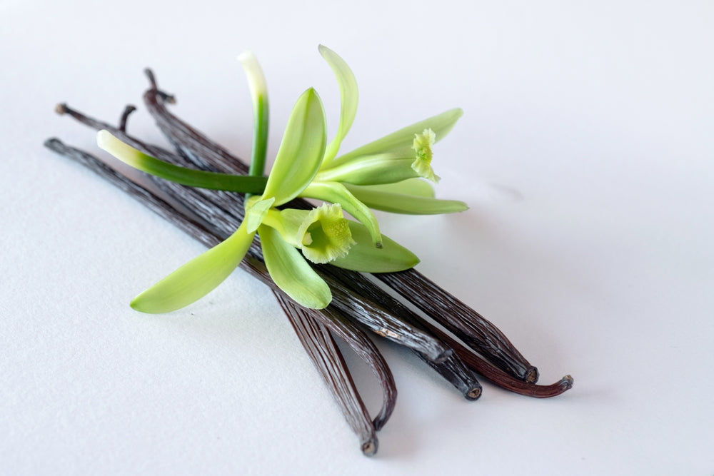 Vanilla Bean Orchid