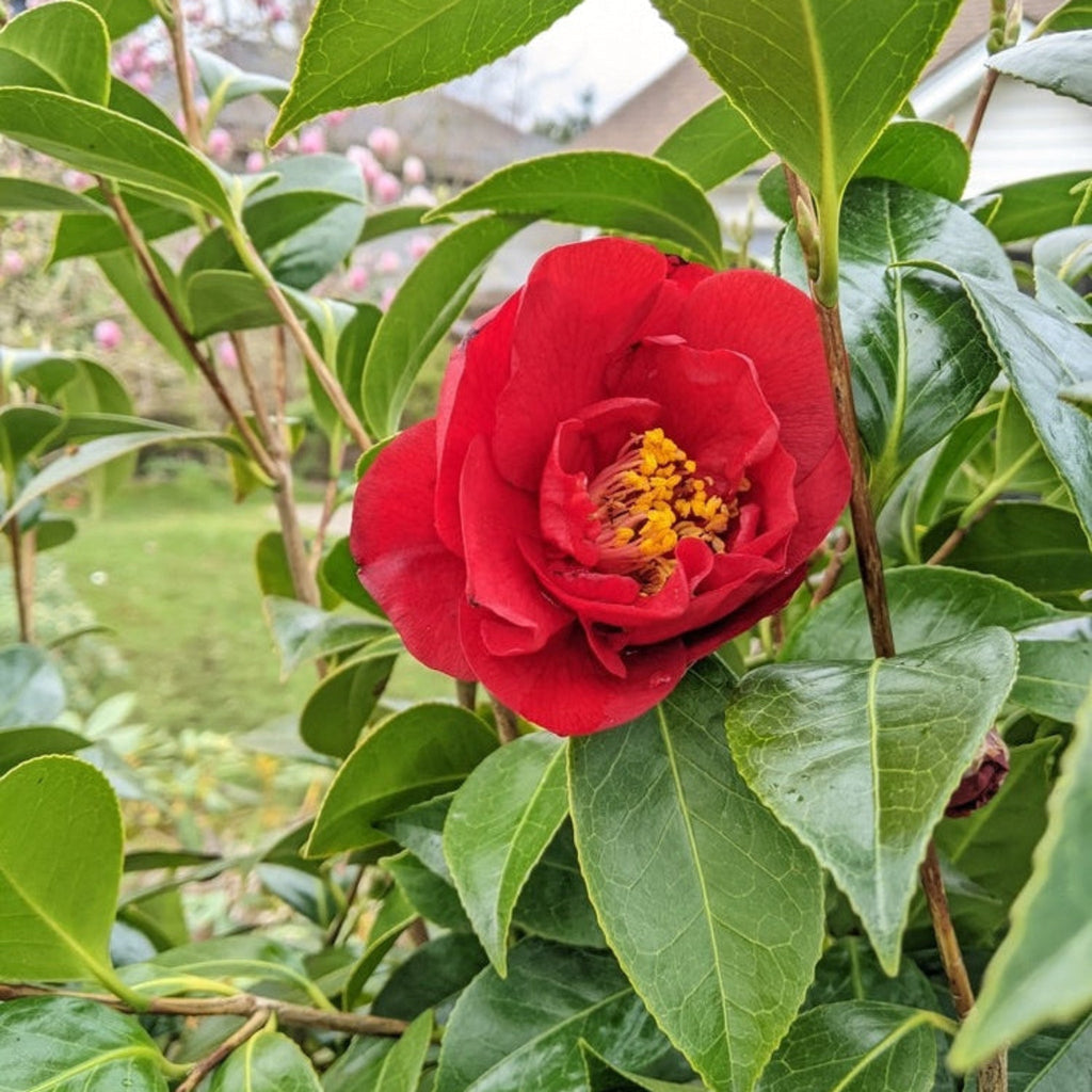 Greensboro Red Camellia