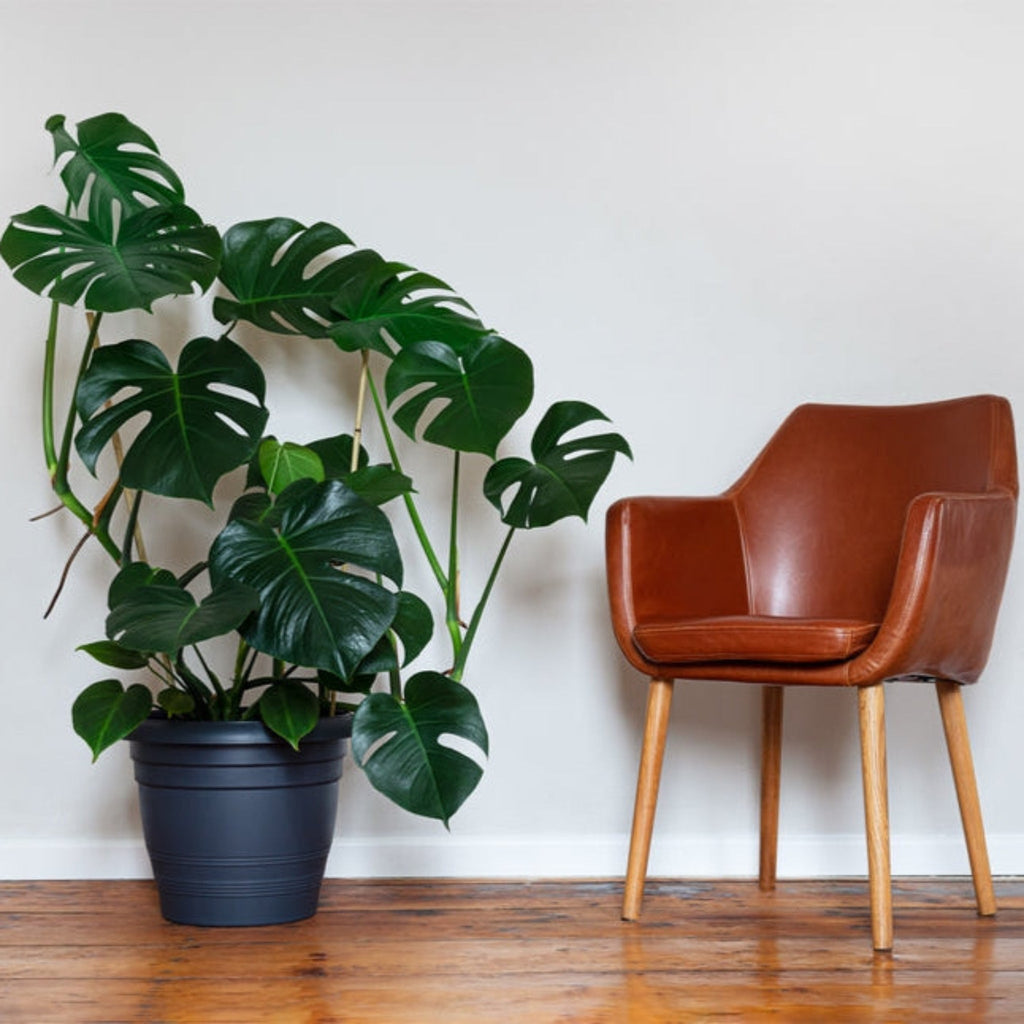 Monstera Deliciosa (Swiss Cheese Plant)
