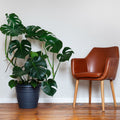 Monstera Deliciosa (Swiss Cheese Plant)