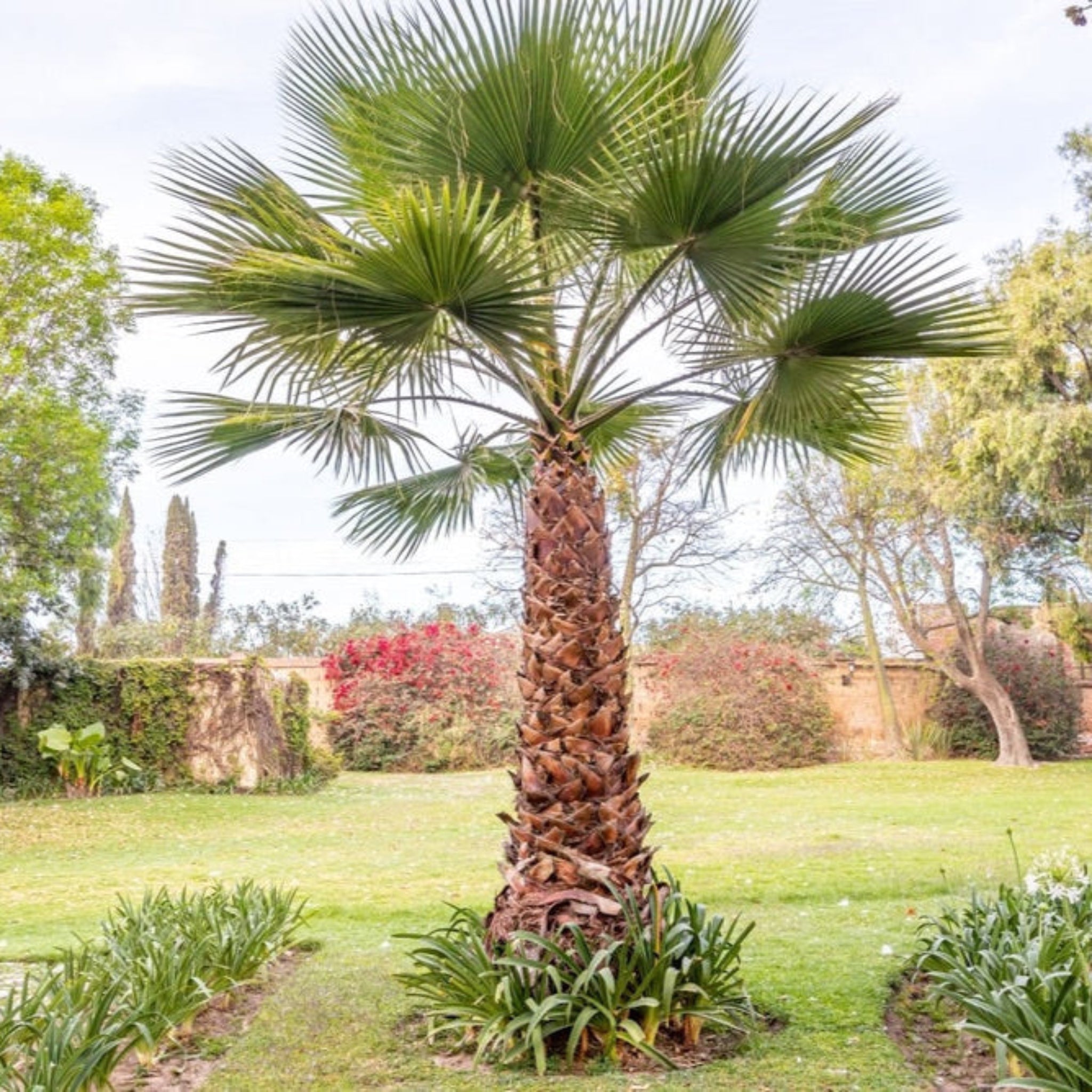 Chinese Fan Palm