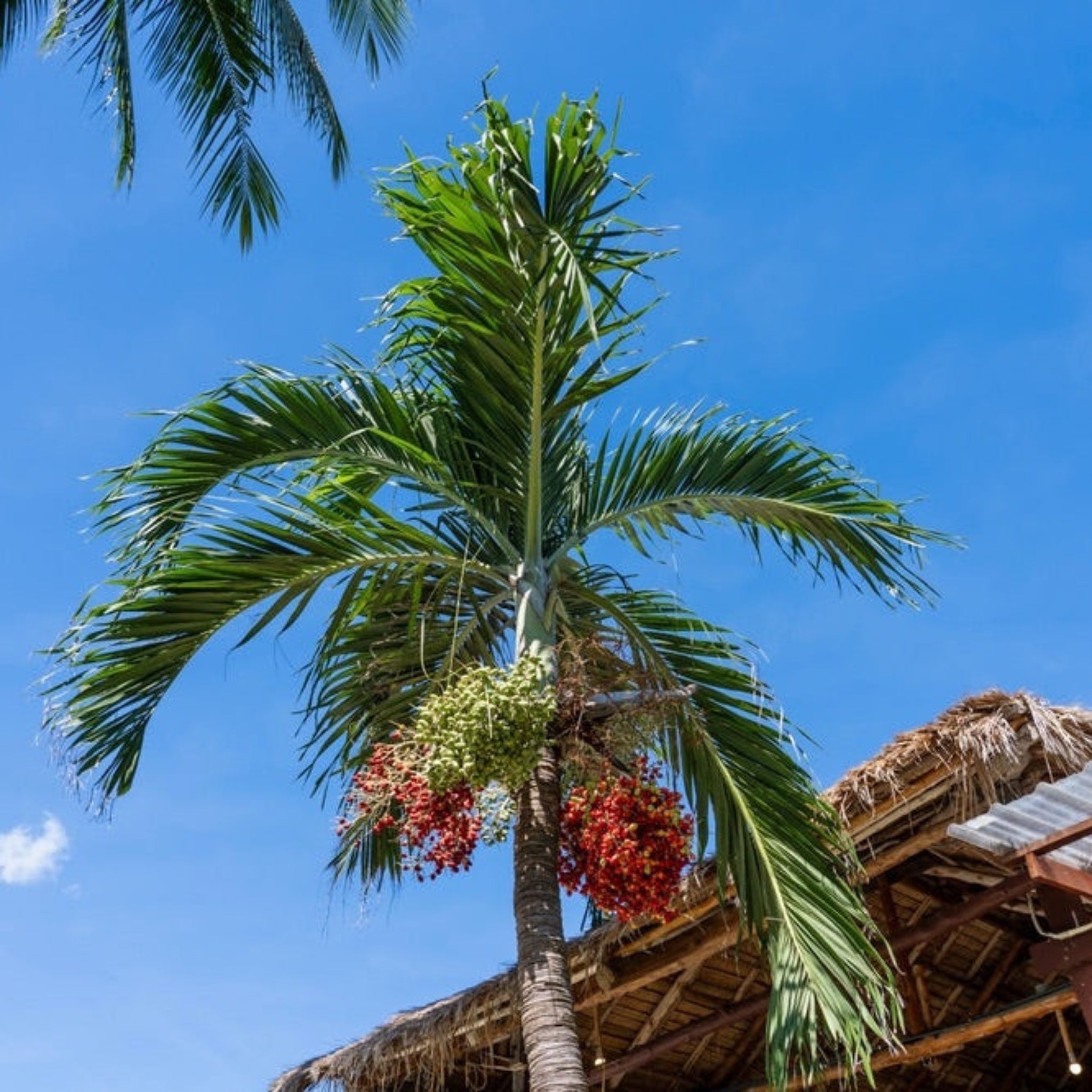 Christmas Palm Tree