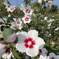 Starblast Chiffon™ Rose of Sharon