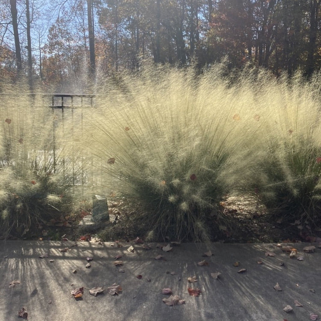 White Cloud Muhly Grass