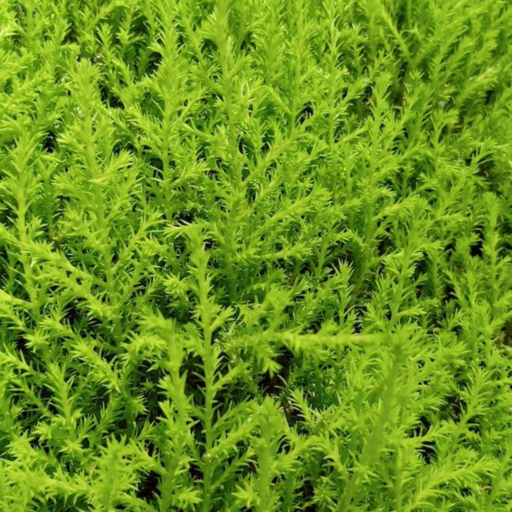 Topiaire en forme de cyprès citronné