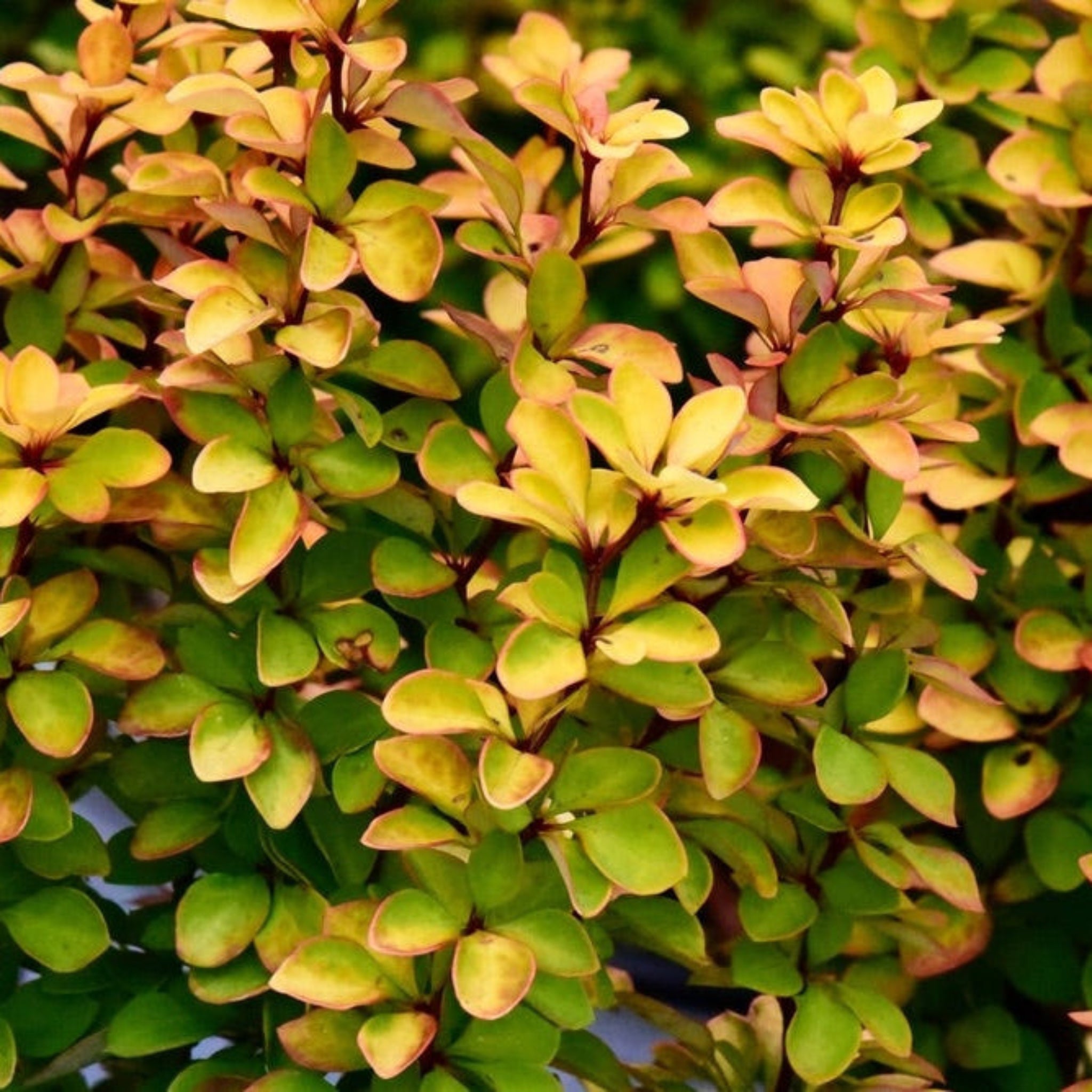 Sunjoy Gold Pillar® Barberry