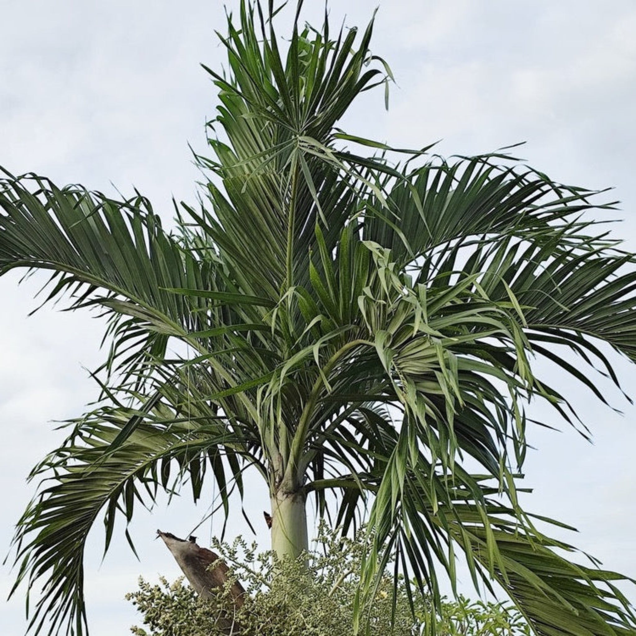 Christmas Palm Tree