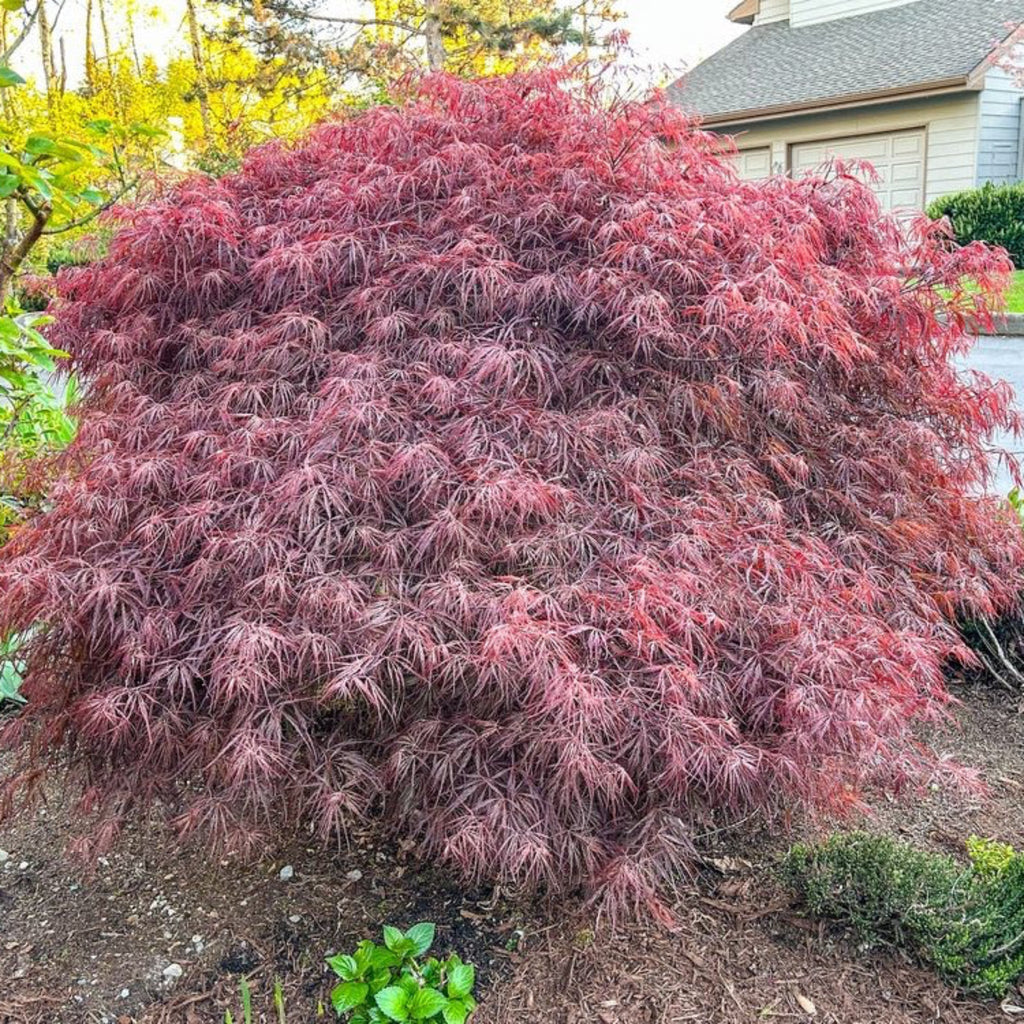 Crimson Queen Japanese Maple