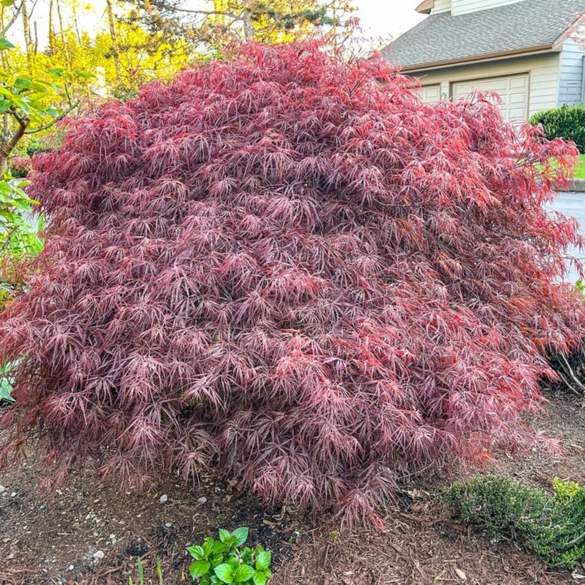 Crimson Queen Japanese Maple