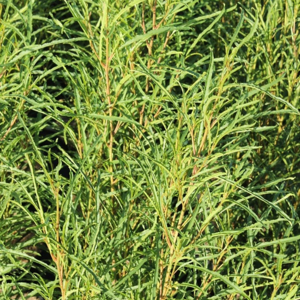 Fine Line® Buckthorn