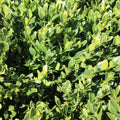 Green Velvet Boxwood