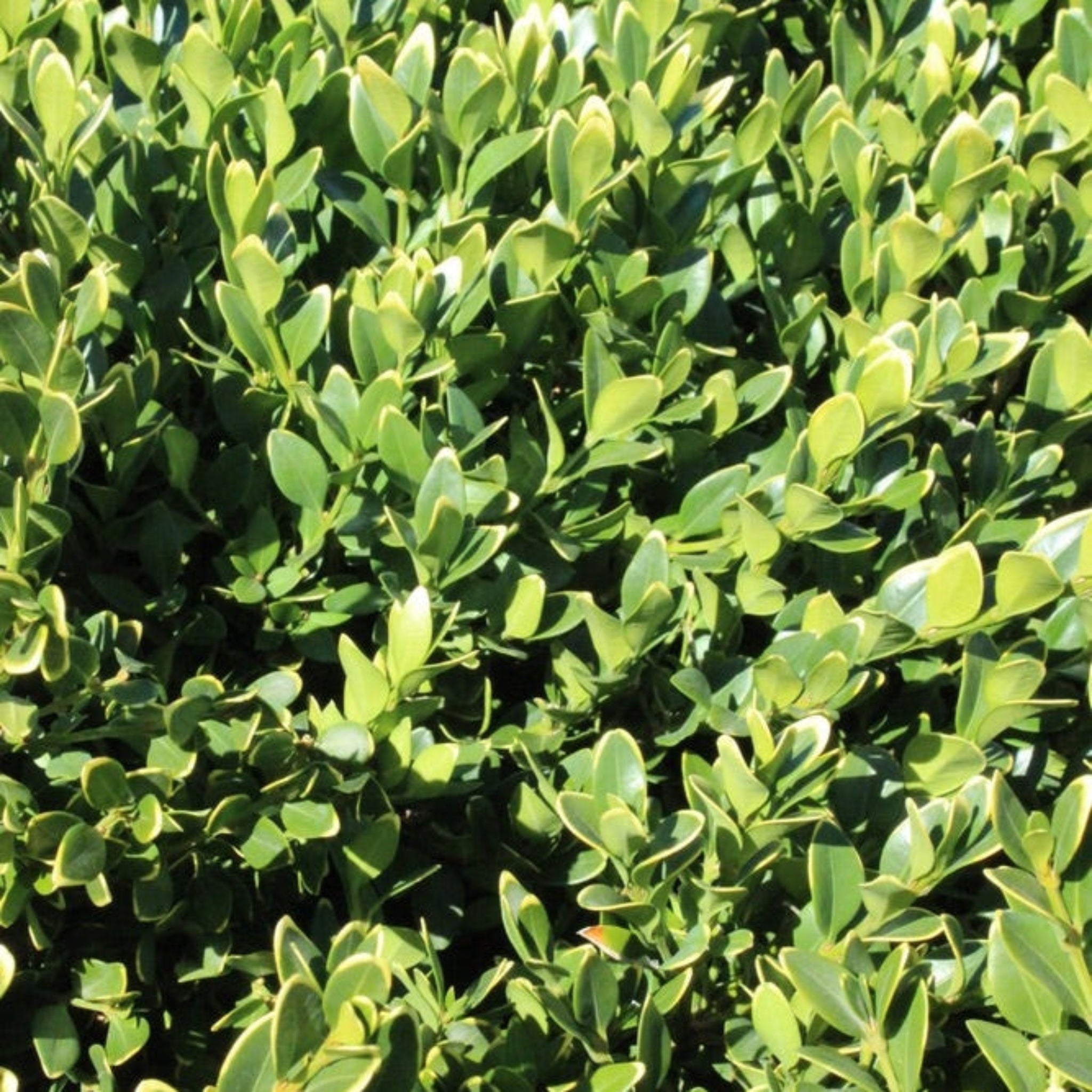 Green Velvet Boxwood