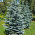Colorado Blue Spruce