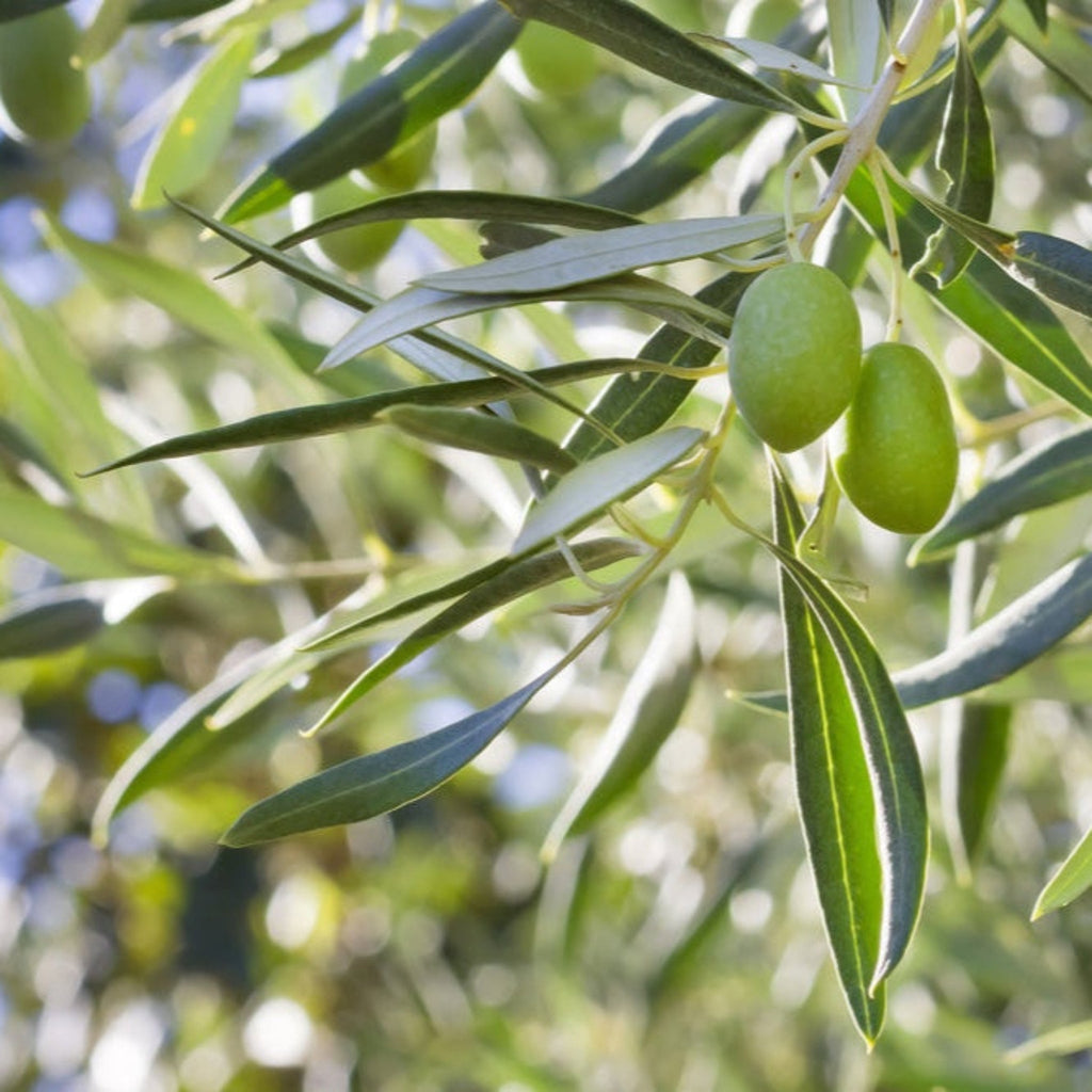 Arbequina Olive Tree
