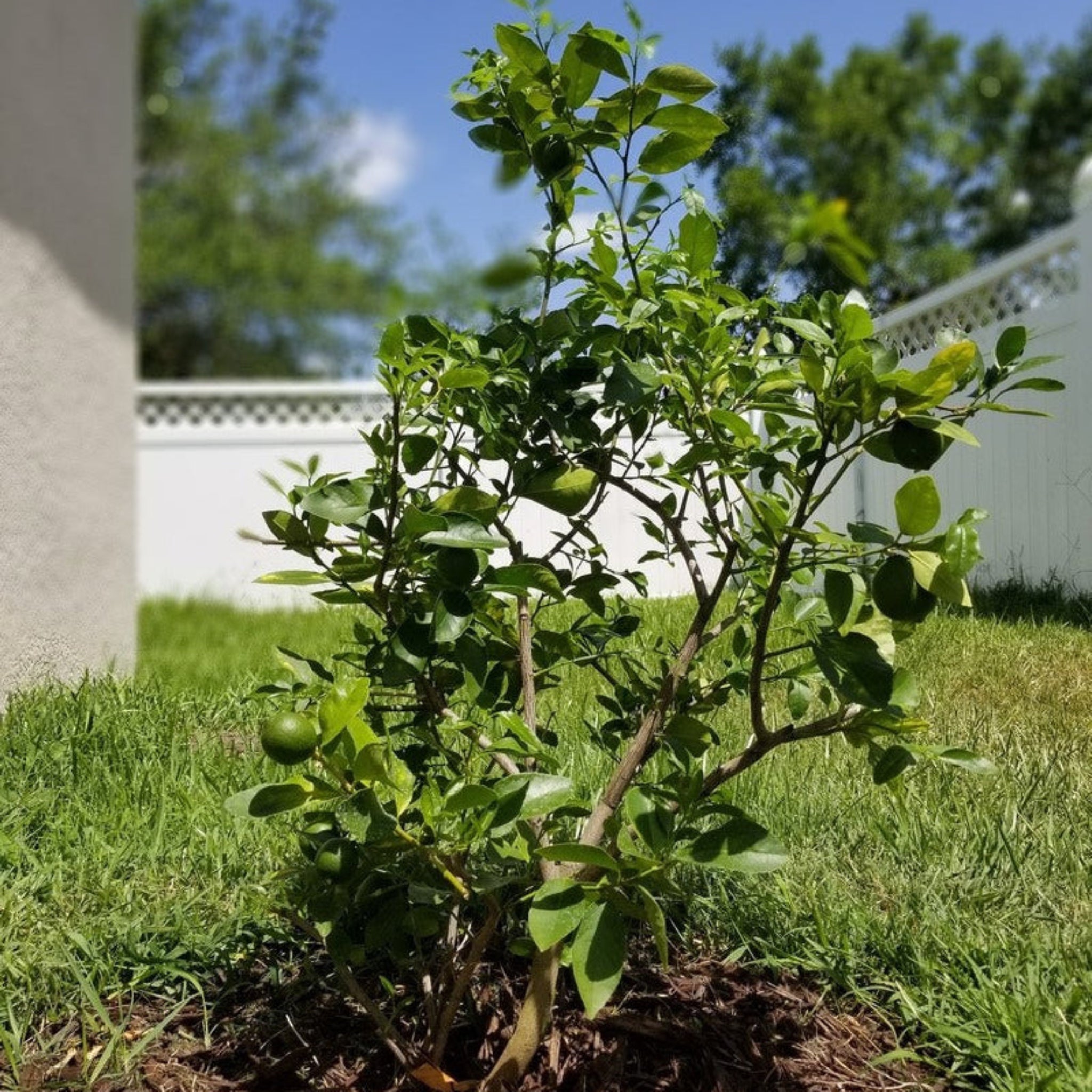Key Lime Tree (FL)