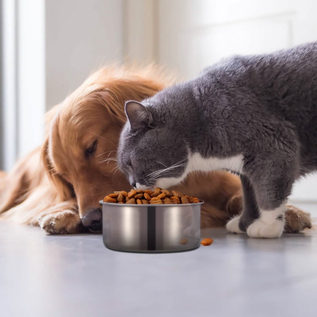 Gamelle pour chien en acier inoxydable