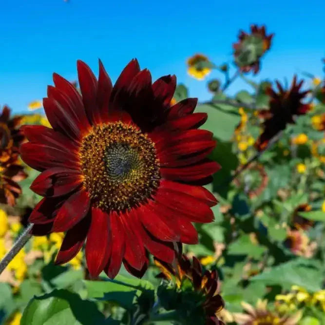 Graines de tournesol rouge foncé pour plantation – Ajoutez des fleurs audacieuses et éclatantes à votre jardin