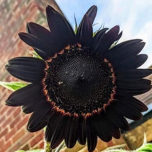 新鮮な深い黒のひまわりの種、庭の植え付け用