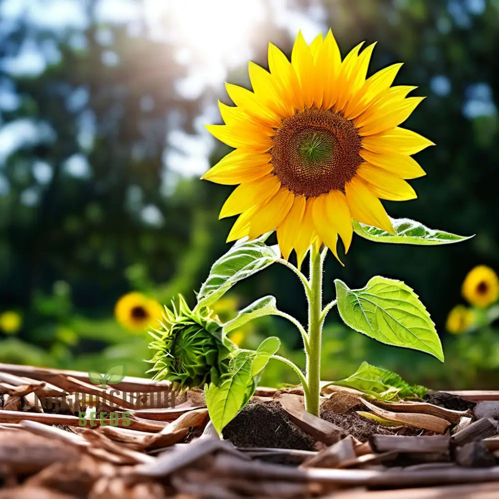 Sunflower Seed Mix – Premium Garden Blooms for Planting