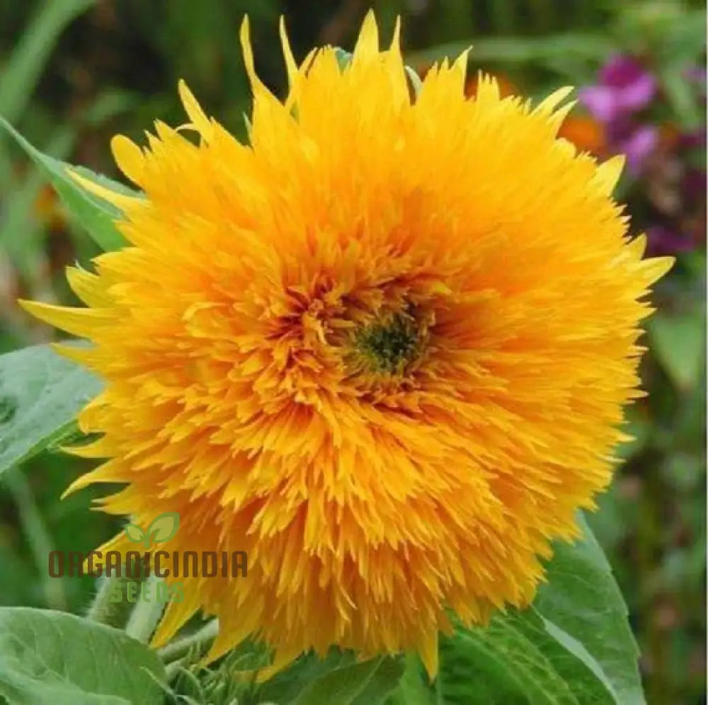 Graines de Tournesol - Soleil Orange, des Tournesols Orange Vif pour un Jardin Éclatant