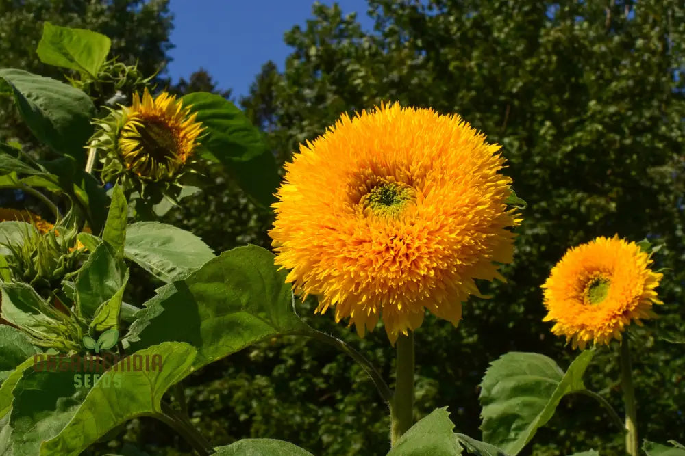 Graines de Tournesol - Soleil Orange, des Tournesols Orange Vif pour un Jardin Éclatant