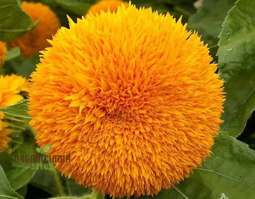 Graines de Tournesol - Soleil Orange, des Tournesols Orange Vif pour un Jardin Éclatant