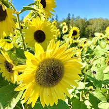 Graines de Tournesol Jaune Citron – Fleurs Pastel Douces pour Jardins et Bouquets