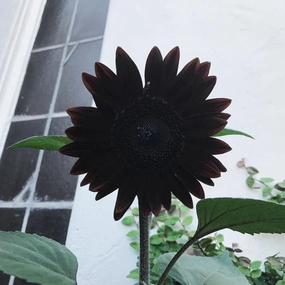Graines de tournesol Noir Profond Frais pour la Plantation - Croissance de Jardin pour 50 Pièces