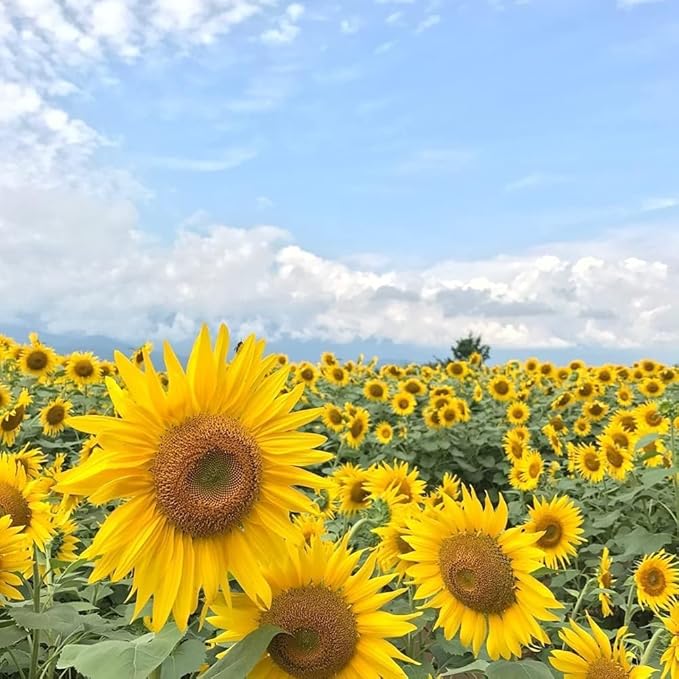 Sunflower Seed Mix – Premium Garden Blooms for Planting