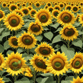 Sunflower Seeds – Tall Growing Variety for Vibrant Garden Blooms