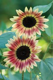 Sunflower Seeds (Strawberry Blonde Sunflower Seeds) - Unique Rose-Tinted Blooms for Gardens