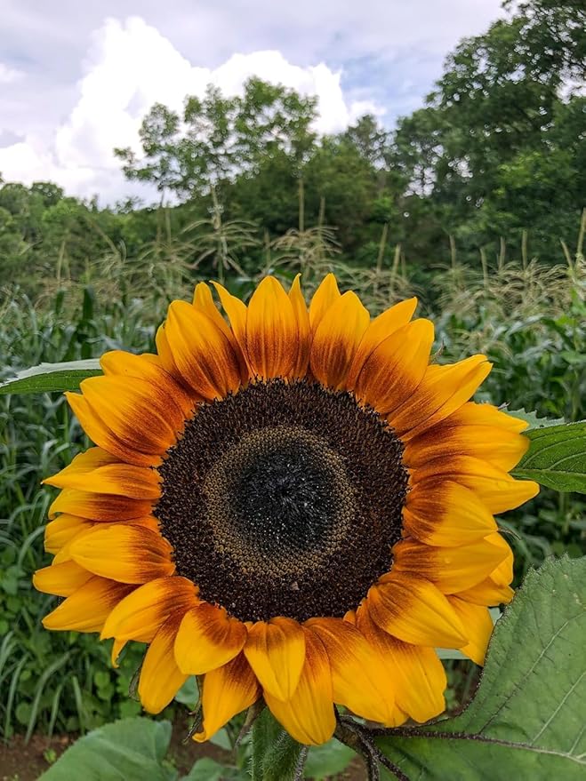 Sunflower Seed Mix – Premium Garden Blooms for Planting