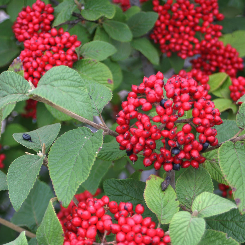 Red Balloon® Viburnum