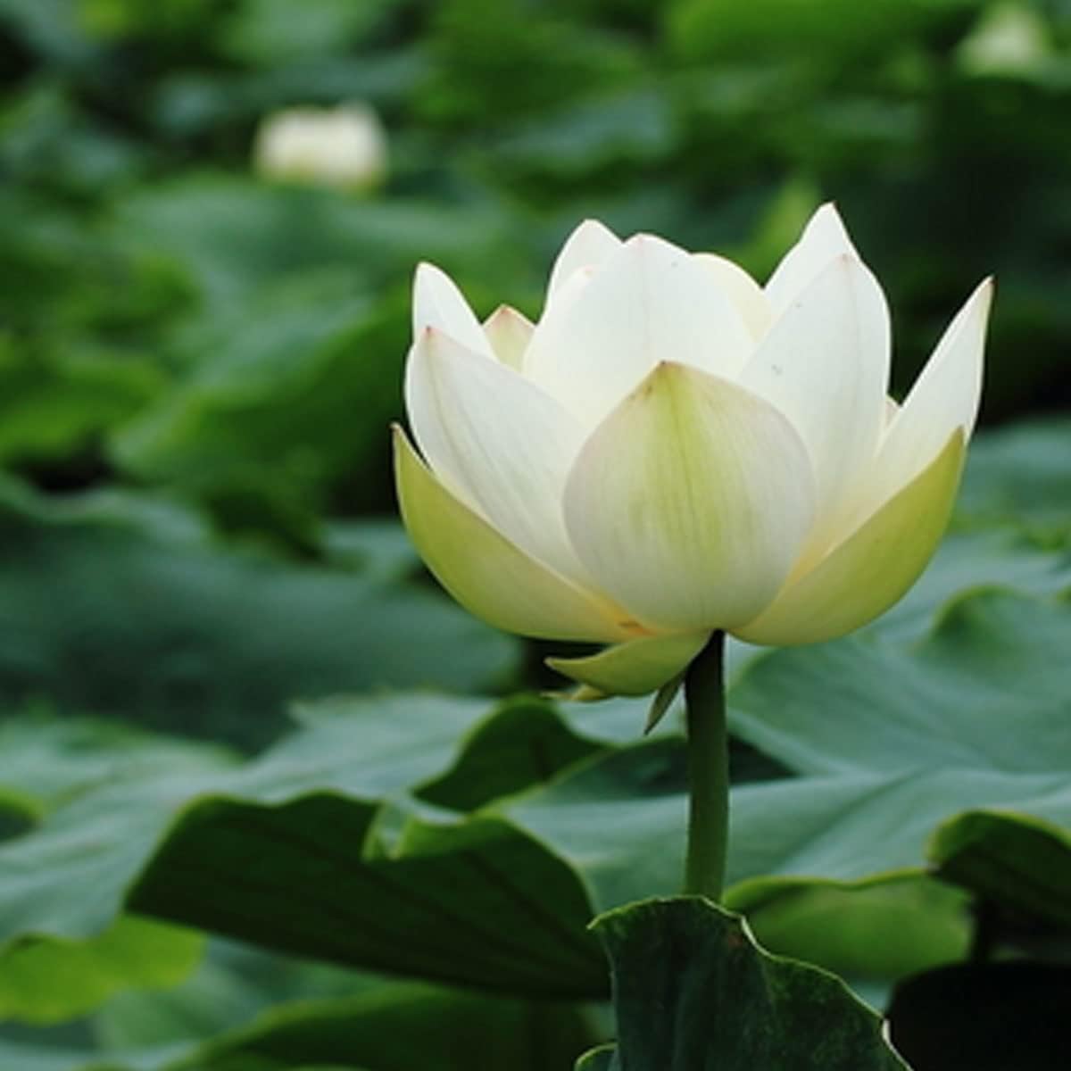 Graines de lotus (graines de lotus bonsaï à bouche ouverte) - Fleurs de nénuphar décoratives compactes