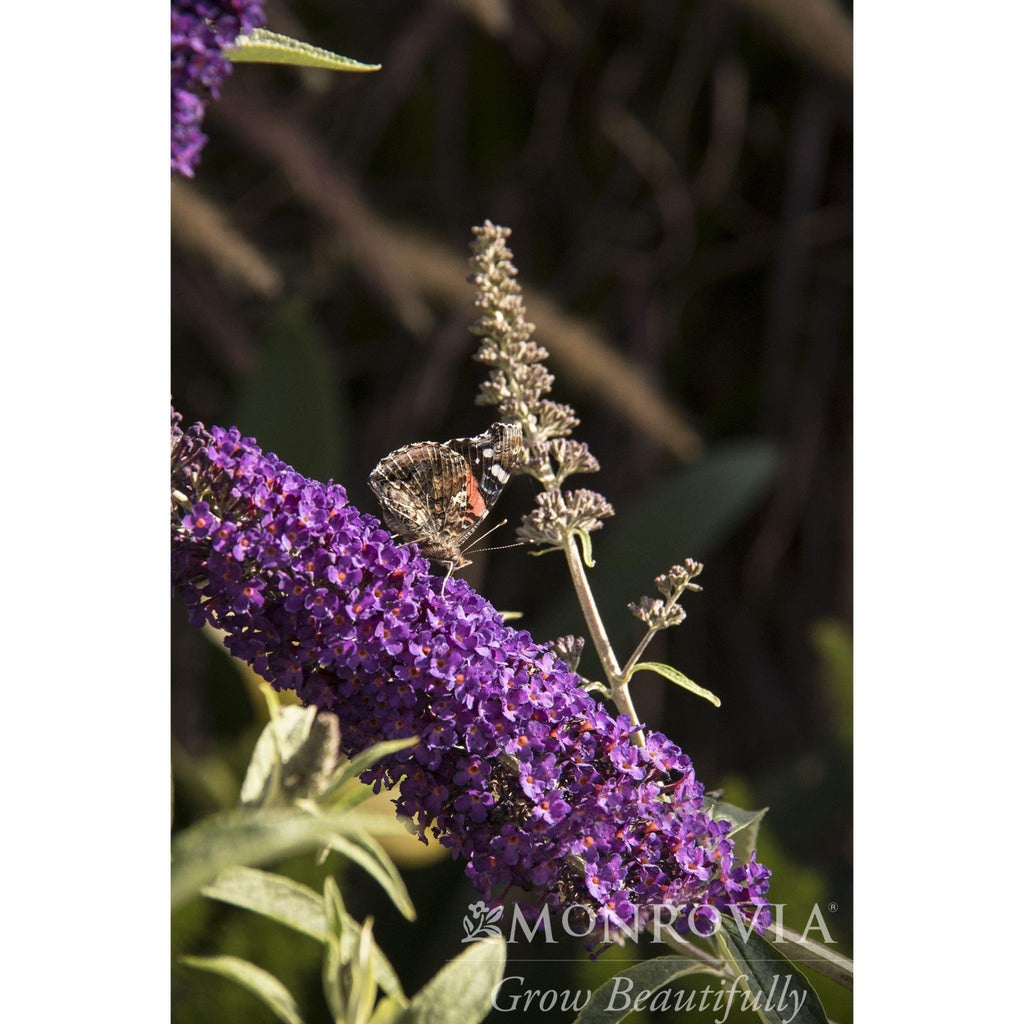Buddleia 'Black Knight'